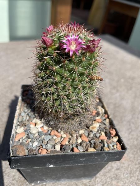 Mammillaria backebergiana
